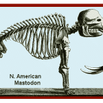 Mammal Skeleton 101: Wonders Of The Skull, Vertebrae & Limbs