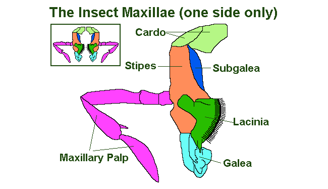 maxillae cross section with maxillary palp