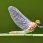 Mayflies 101: The Short-Lived World Of Order Ephemeroptera