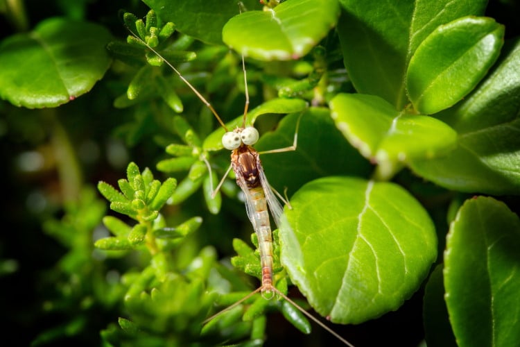mayfly on lingonberry