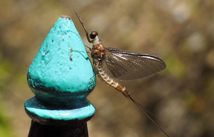 verticle image of mayfly subimag