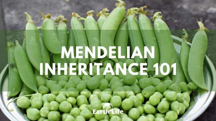 mendelian inheritance peas