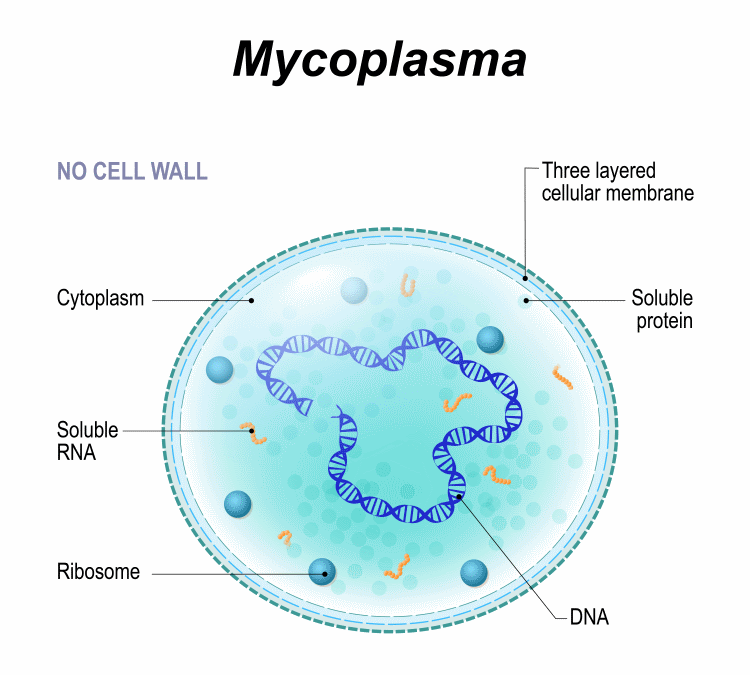 mycoplasma structure diagram
