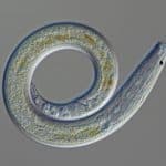 Nematodes: Phylum Of The Ubiquitous Round Worm