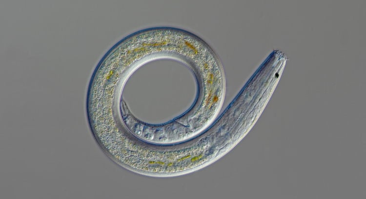 Nematodes: Phylum Of The Ubiquitous Round Worm