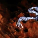 Nemertea: Phylum Of The Ribbon Worm And Its Amazing Proboscis