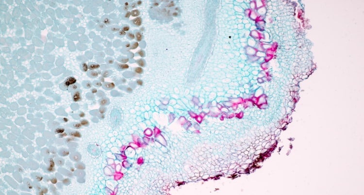 nitrifying proteobacterium with mycorrhiza