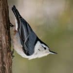 The Nuthatch: Fantastic Master Of Tree Walking (Family Sittidae)
