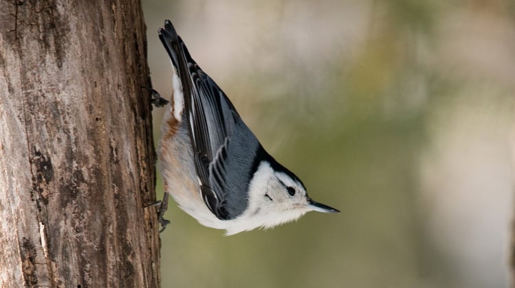 The Nuthatch: Fantastic Master Of Tree Walking (Family Sittidae)