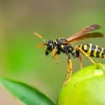 Vespidae: The Big, Social Family Of The Paper Wasps