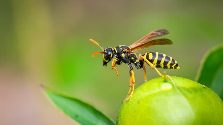 Vespidae: The Big, Social Family Of The Paper Wasps