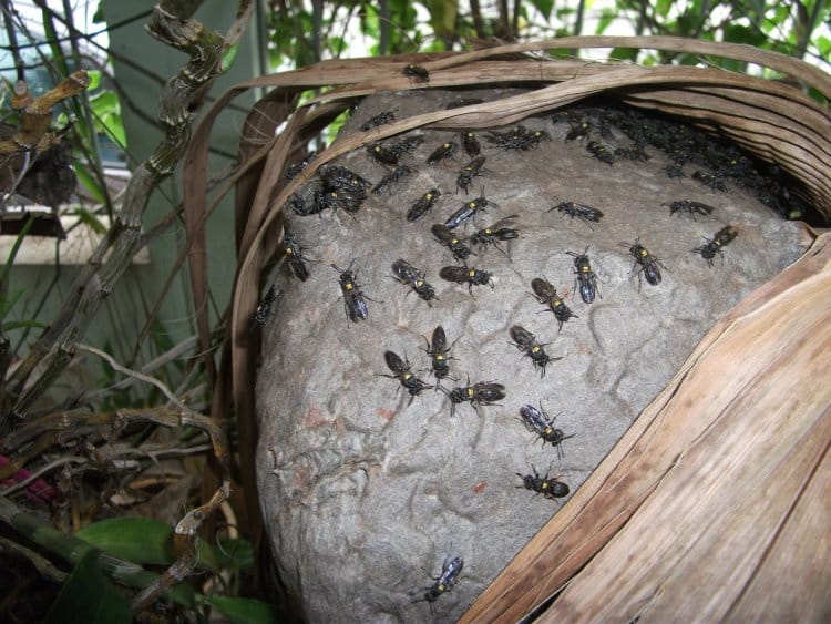 Polybia scutellaris nest