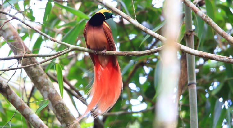 red bird of paradise