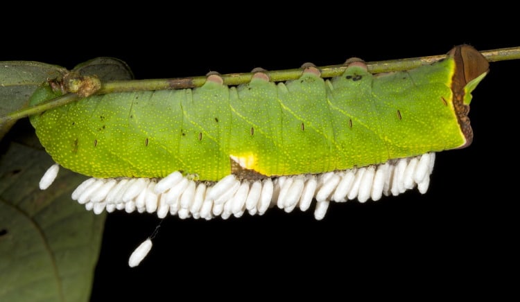 Ichneumon wasp larvae