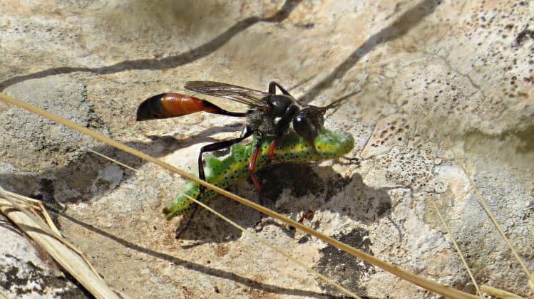 Parasitoid wasp Sphecidae podalonia