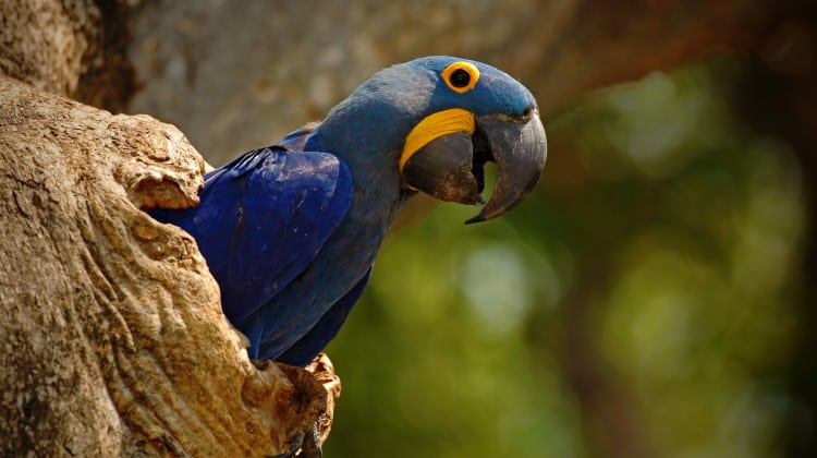Parrots: The Colorful World Of The Psittaciformes