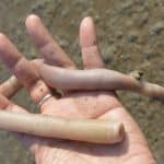 Phylum Sipuncula (Peanut Worms); Edible Marine Worms