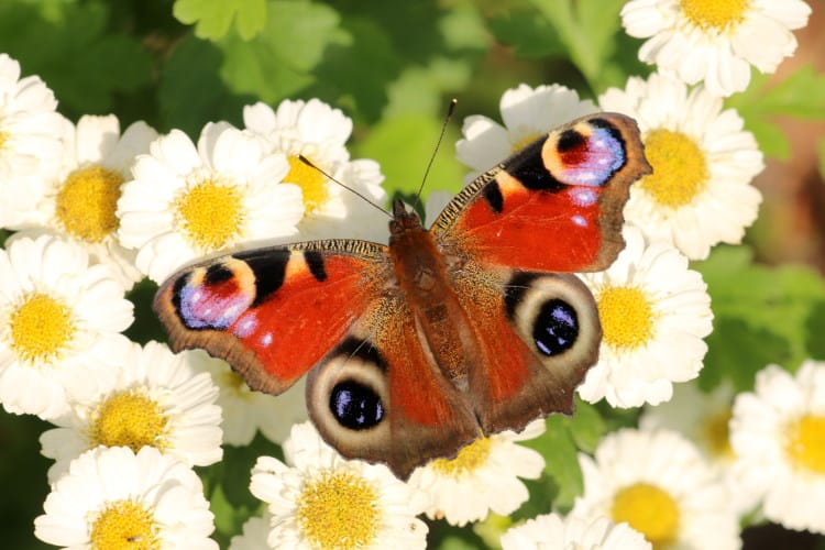 Inachis io butterfly care