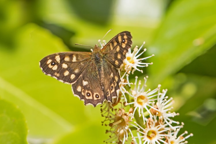 speckled wood butterfly Parage aegeria