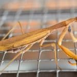Praying Mantis Care: How To Look After Your Pet Mantid