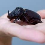 Rhinoceros Beetles As Pets: How To Breed & Care For Megasoma Acteon