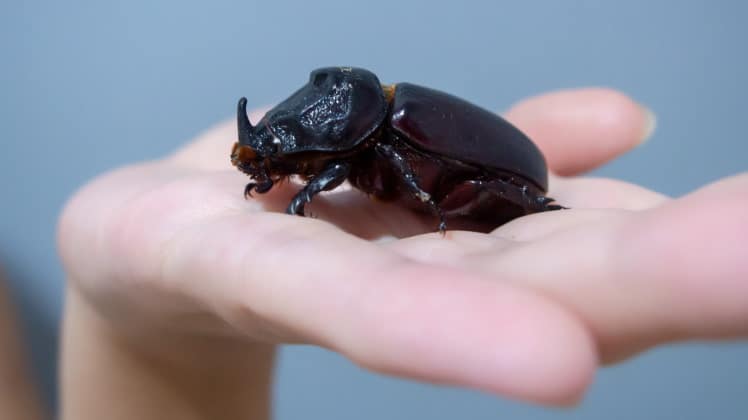 Rhinoceros Beetles As Pets: How To Breed & Care For Megasoma Acteon