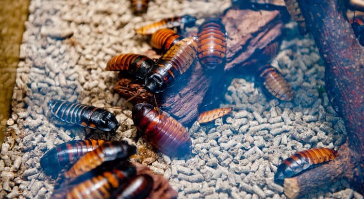 Pet Cockroach 101: How To Take Care Of (And Love) Your Roach