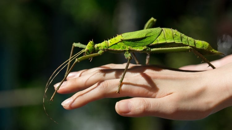 stick bug pet on hand