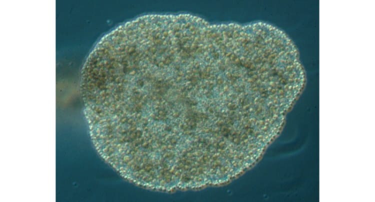 Phylum Placozoa: the Highly Unusual Placozoans