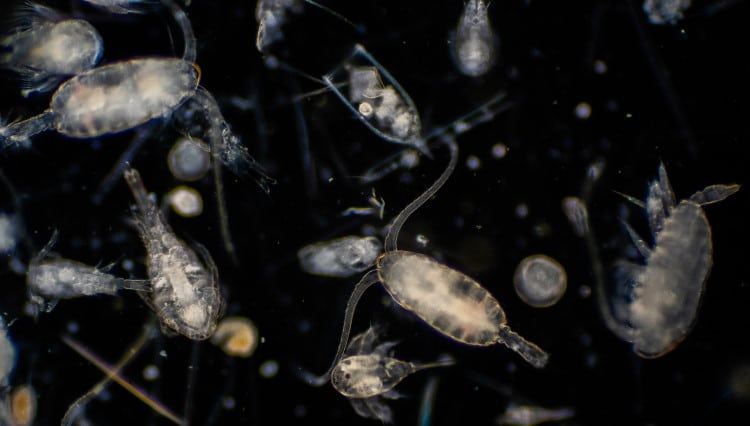 marine fish zooplankton diet