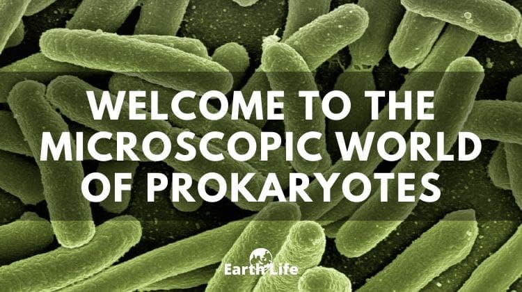 Prokaryotes: The Original Inhabitants of Our Planet