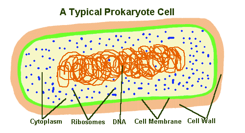 Single celled are prokaryotes organisms all Do single