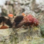 Psocoptera: The Secret World Of The Psocids (Bark Lice)