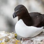 The Auks: Lovable Family Of Puffins, Guillemots & Murres