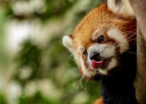 What Do Red Pandas Eat? Facts About Their Diet & More