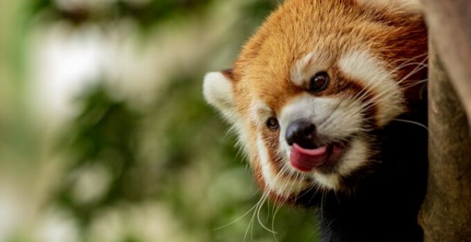 What Do Red Pandas Eat? Facts About Their Diet & More