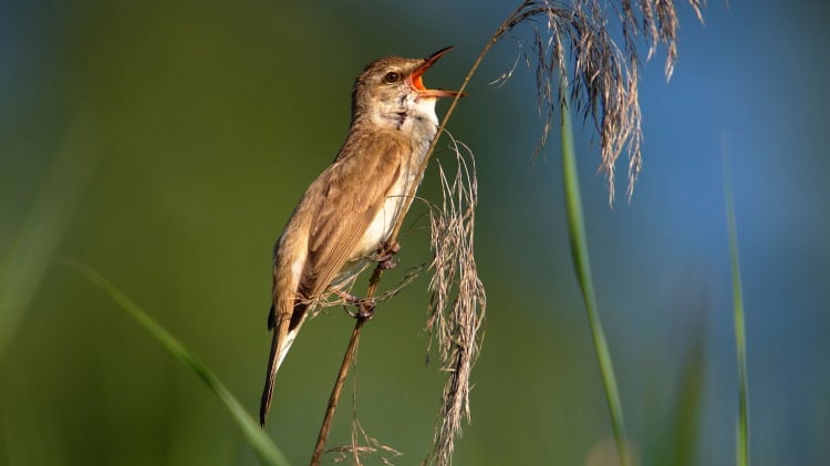 complex bird song of warbler