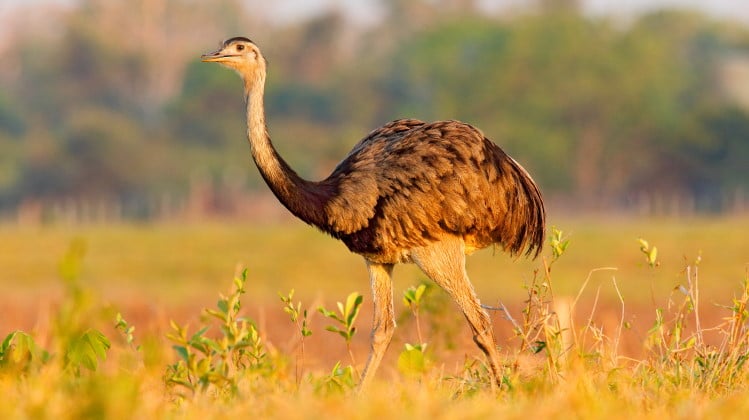 Struthioniformes: All About Emus, Rheas & Cassowaries