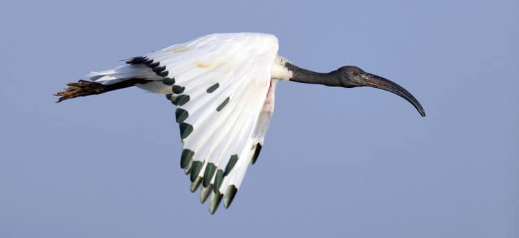sacred ibis bird