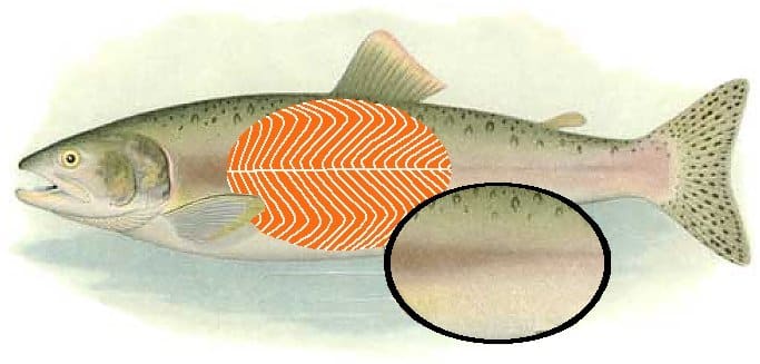 Fish Muscle 101: Different Colors, Myotomes & Myomeres Explained