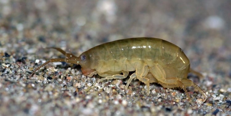 Terrestrial Amphipods 101: The World Of The “Sand Hoppers”