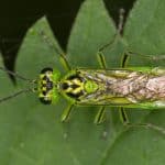 Sawfly 101: The World Of Wood Wasps & Horntails