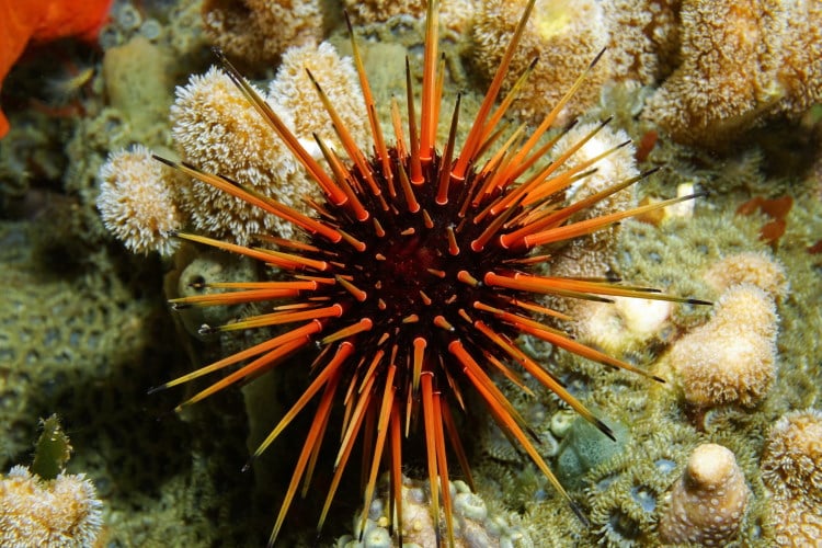 sea urchin echinoderms