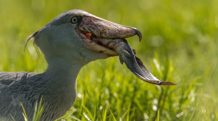 shoebill eating fish