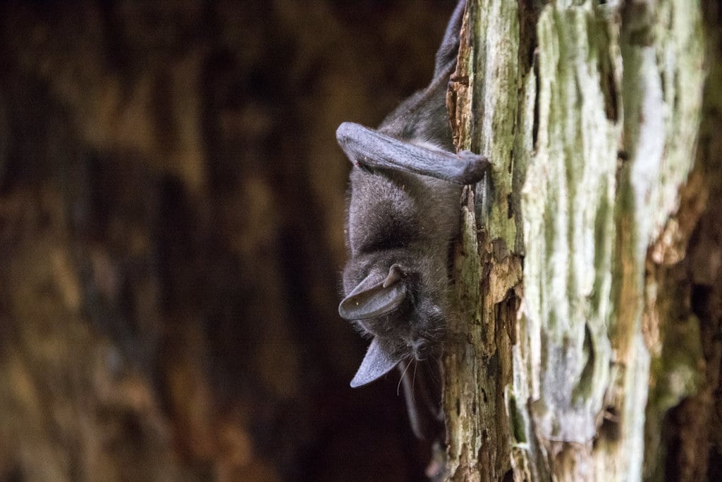 Short Tailed Bat