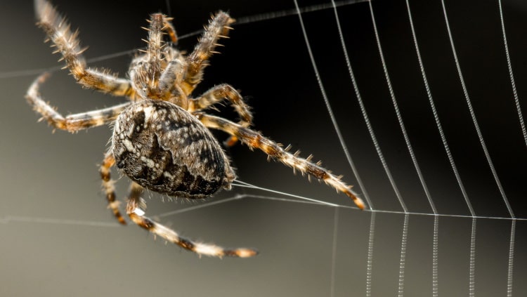 spider spinning silk