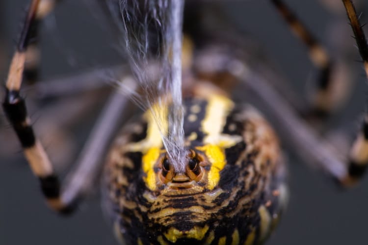 Wasp spider spinneret