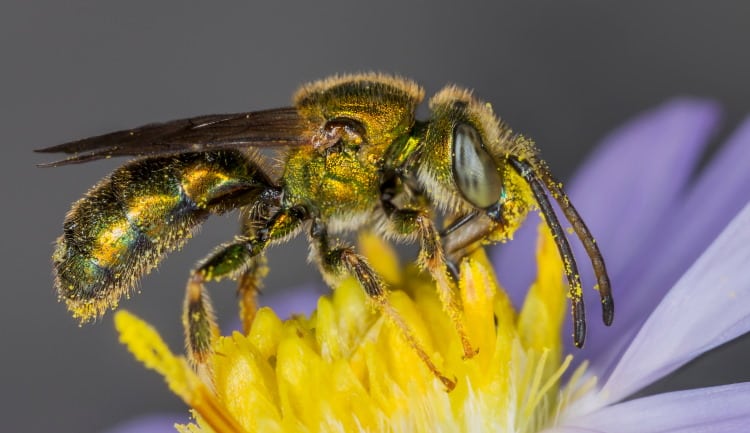 Solitary Bee Augochlorella 