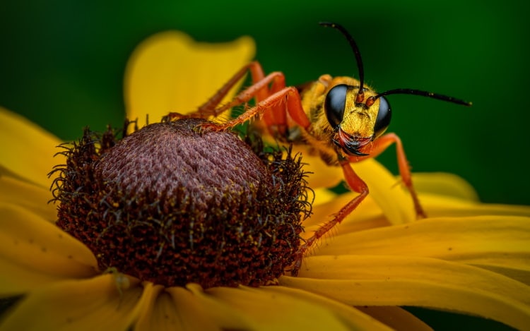Great Golden Digger Solitary Wasp