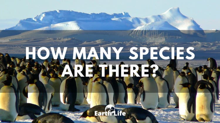 how many species are there in the world